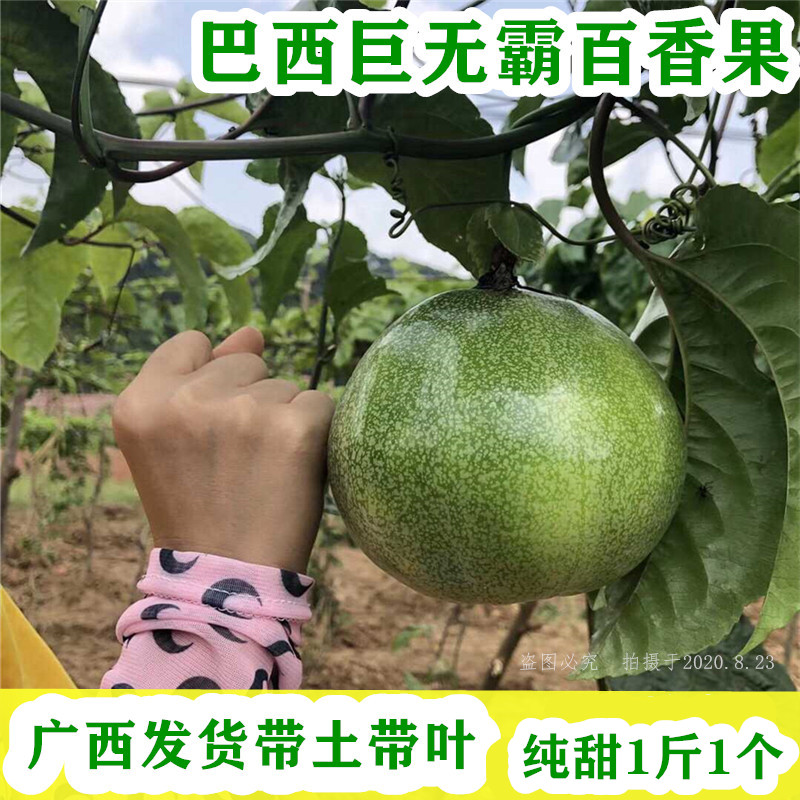 巴西金霸百香果树苗台湾大黄金果苗特大1斤1个果半年结果广西树苗