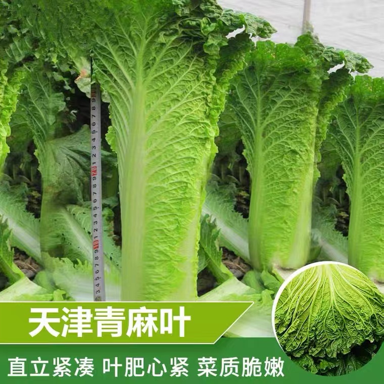 天津青麻叶直筒形白菜种子秋季绿大青麻叶大白菜四季播蔬菜种籽高