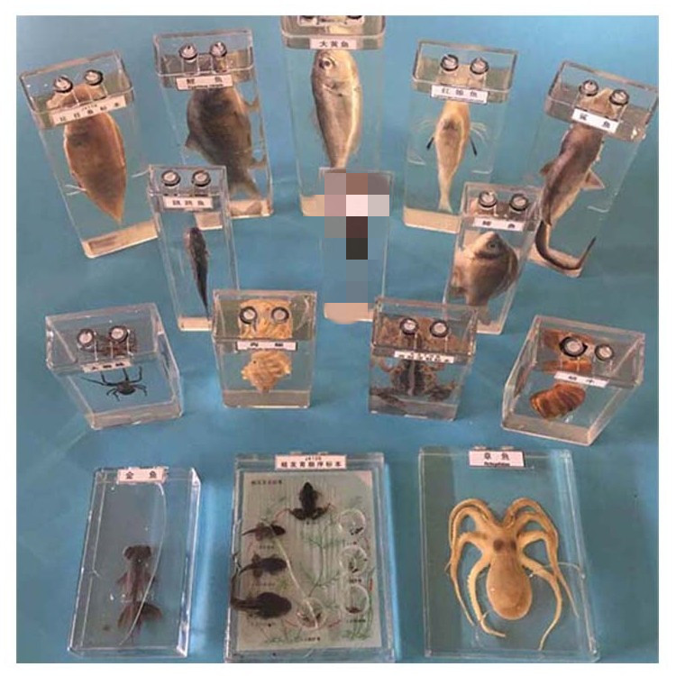 真实动物标本盒海洋生物鲨鱼鲫鱼海螺蜗I牛螃蟹虾蜘蛛蛙的发育浸