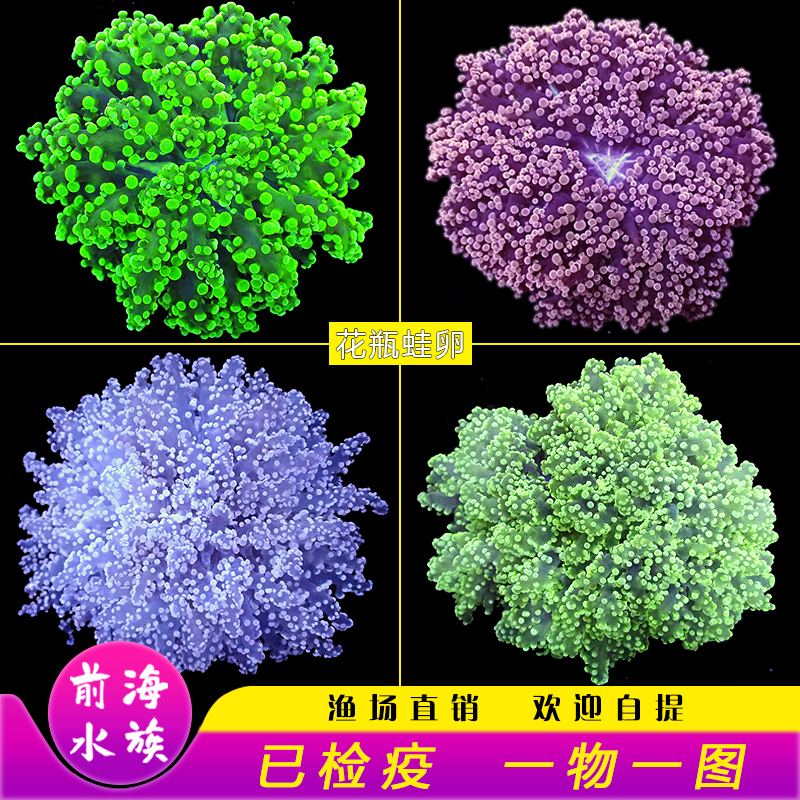 荧光绿花瓶 蛙卵珊瑚双色紫提子绿花瓶活体珊瑚海水缸lps软体生物