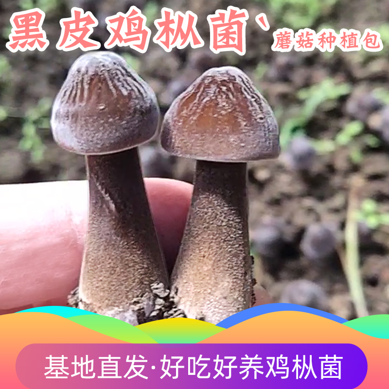 黑皮鸡枞菌蘑菇种植菌包阳台种蘑菇菌棒菌菇种家庭室内种植食用菌