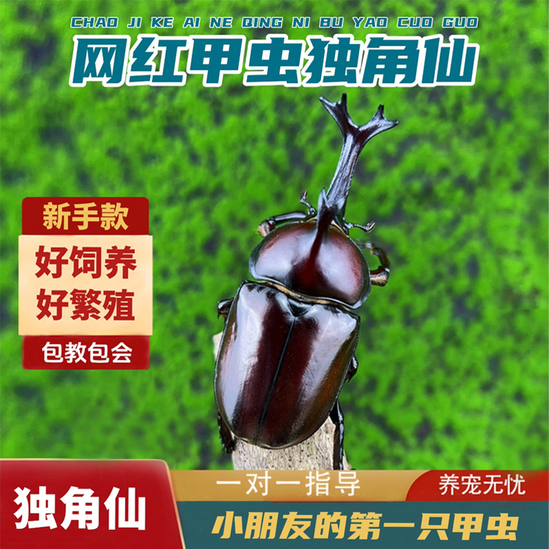 巨型甲虫图片