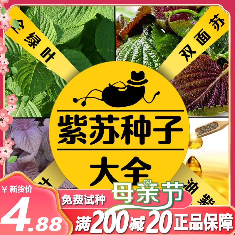 散装紫苏种子紫苏子食用苏子叶籽油绿苏种孑四季盆栽蔬菜阳台包邮