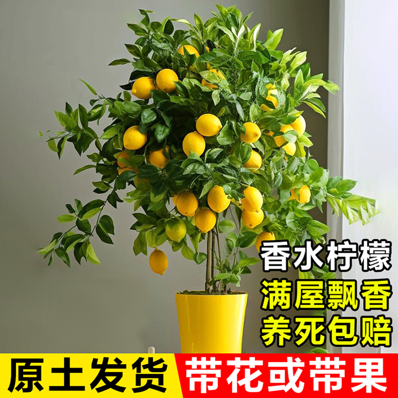 香水柠檬树苗盆栽带果室内阳台种植四季开花结果可食用花卉绿植物