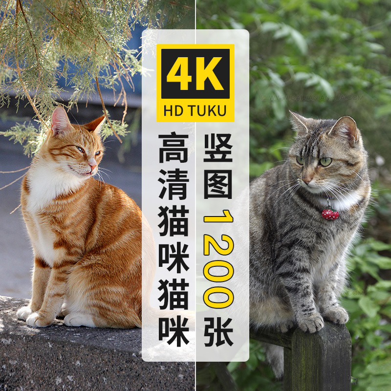 波斯猫蓝猫短毛猫小猫咪宠物动物高清图片4K手机壁纸海报背景素材