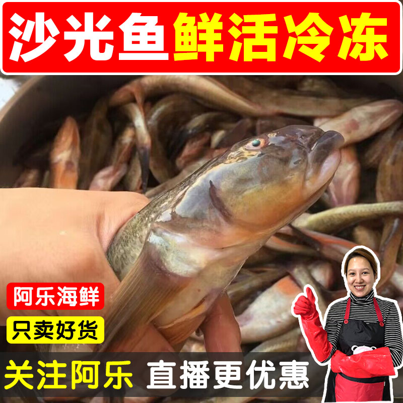 沙光鱼新鲜海鲶鱼连云港鱼海胖头鱼新鲜辫子鱼 69元发5斤