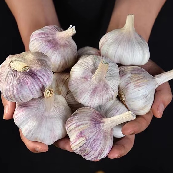 中国24紫白皮新鲜干蒜出口品质非红皮干蒜农家优质大干蒜种子多瓣
