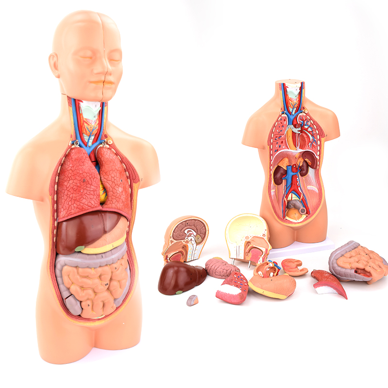 ENOVO颐诺中型人体器官解剖模型内脏器标本医学解剖学系统心肝胃