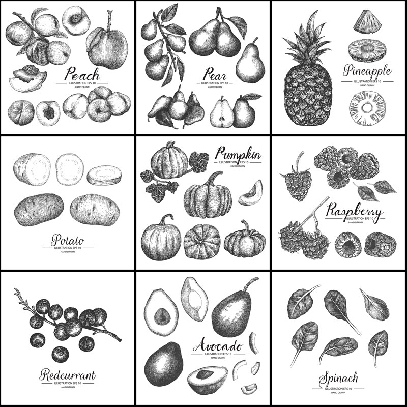 黑白素描手绘蔬菜水果农业矢量插画插图平面设计素材大葱萝卜菠萝