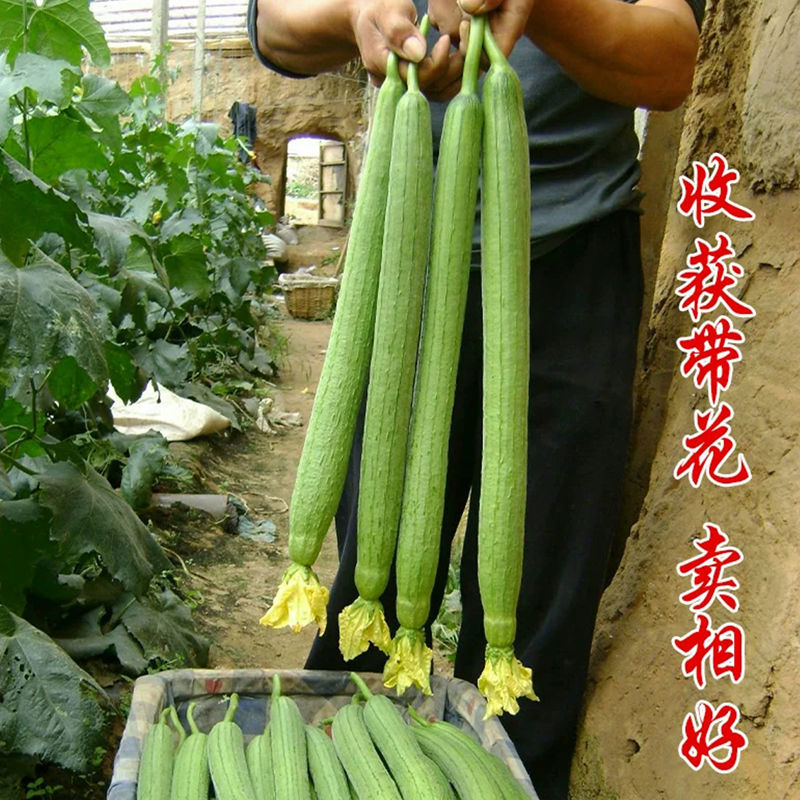 常丰嫩脆香丝瓜种子种籽新品种香特大长巨型早熟高产种孑春季苗秧