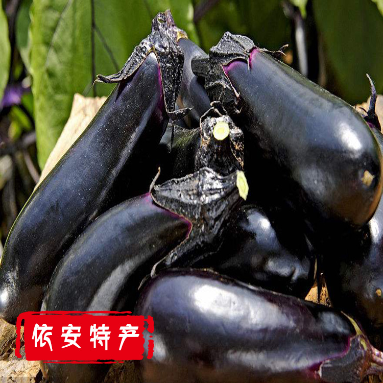 5斤装正宗东北黑龙江依安农家自种新鲜绿色黑嫩紫皮茄子现摘包邮