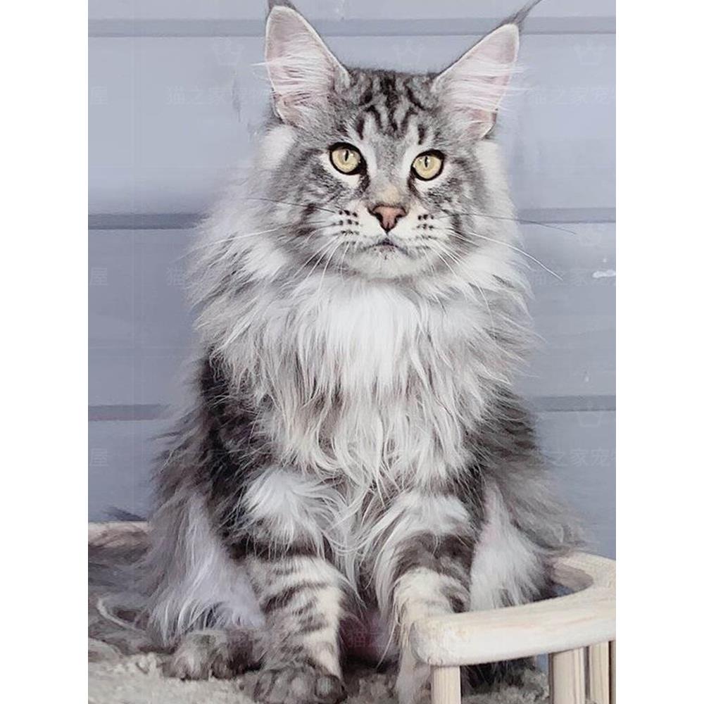 俄罗斯缅因猫幼猫棕虎银虎斑纯种凯米尔色库恩猫宠物猫咪活物巨型