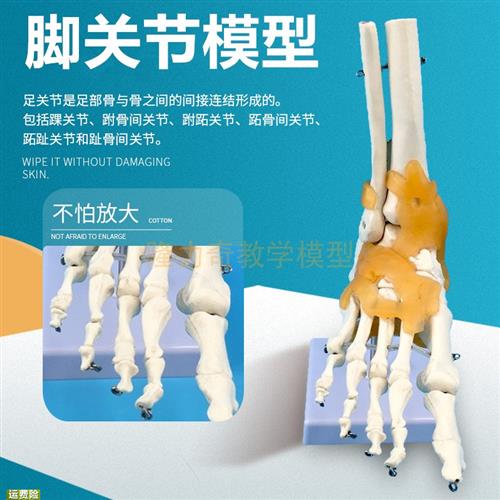 人体脚关节带f韧带模型足骨骨骼胫骨腓骨教学模型脚掌骨模型