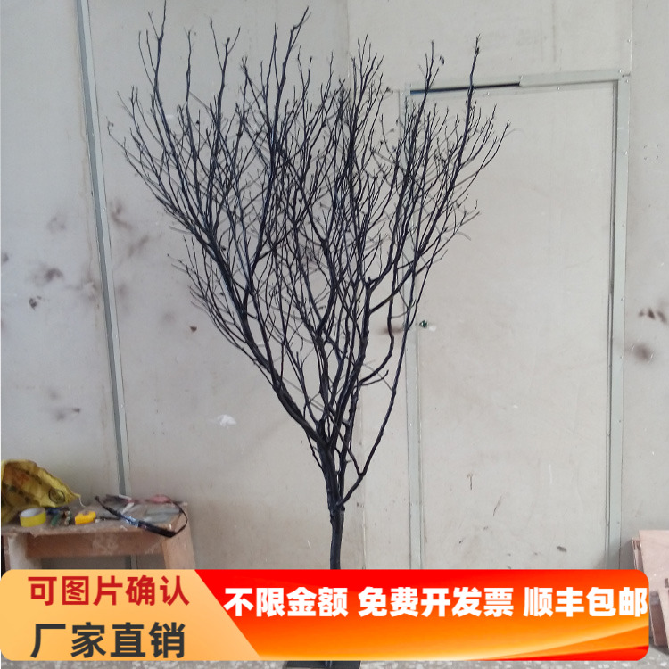 上海香樟树