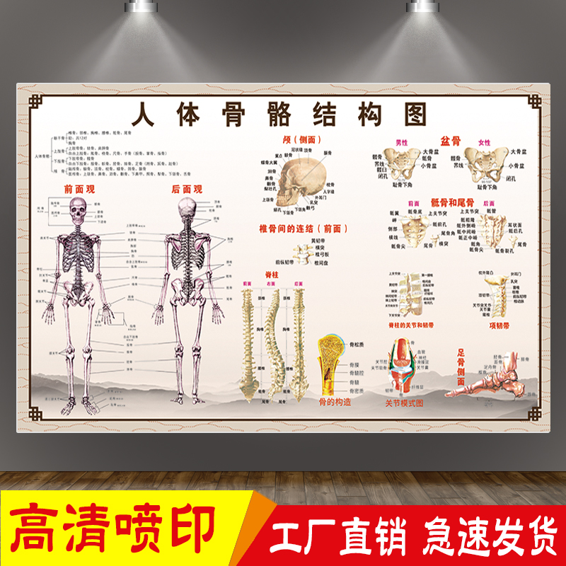 医院人体骨骼结构图高清大挂图 全身肌肉结构解剖图医学海报贴画