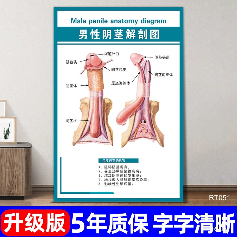 男性阴茎解剖图挂画医院男科生殖器官详解图宣传海报人体泌尿挂图