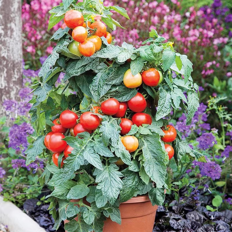 矮生番茄种孑圣女果种籽四季阳台蔬菜苗西红柿种子大全瀑布小番茄