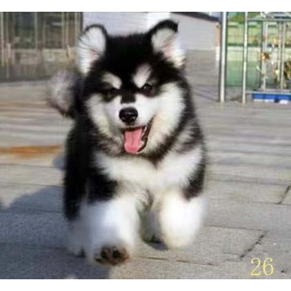 杭州阿拉斯加幼犬纯种阿拉斯加犬活体黑红色灰桃阿拉斯加雪橇犬宠