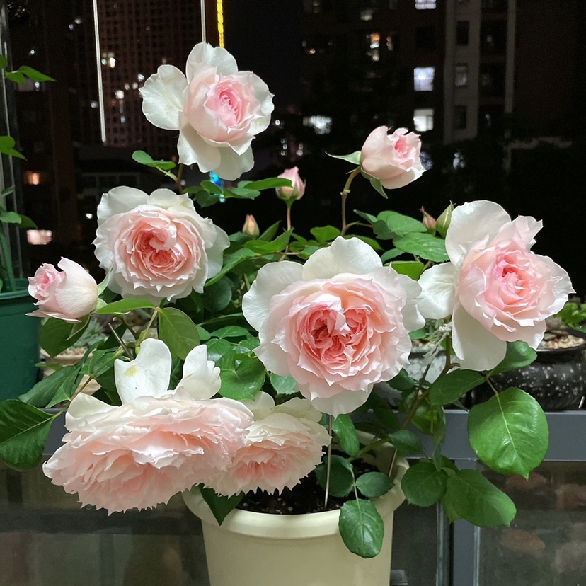 戴维莫妮卡仙气的美人尖花瓣月季花园庭院阳台盆栽玫瑰扦插包对版