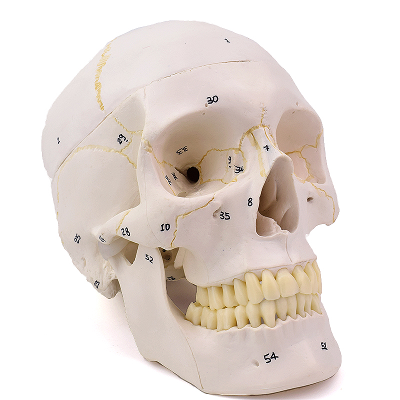 ENOVO颐诺1:1医学用仿真成人人体头骨模型头颅骨模型口腔颅骨颌骨解剖标本骨骼头骨分离神经外科医生上海教具