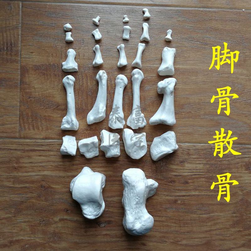 人体关节模型 散的骨骼手指骨腕骨弯曲造型活动的脚骨踝关节骨头