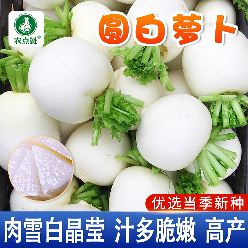 夏秋季扬州圆白萝卜籽种耐热小白萝卜种子菜种籽白萝卜种孑大全
