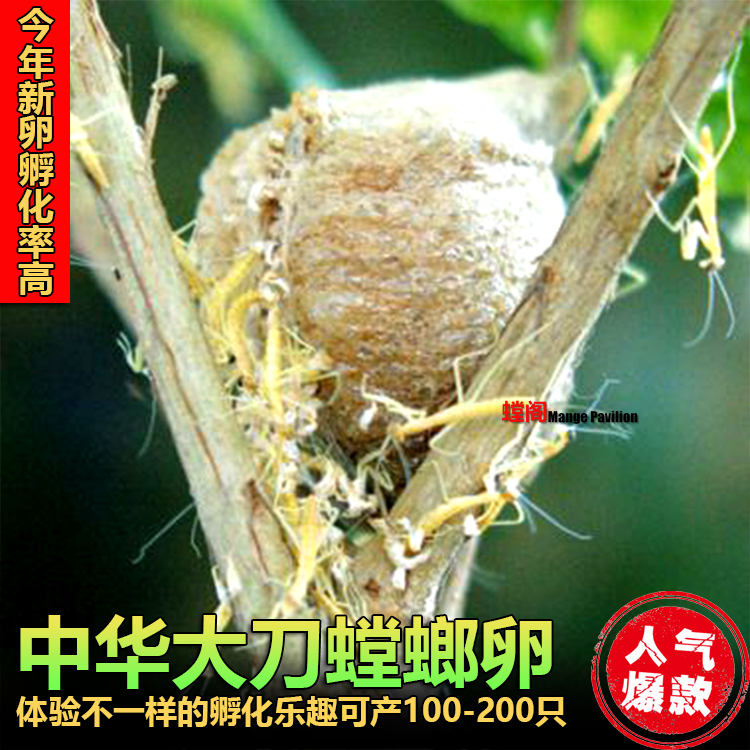 中华大刀螳螂图片