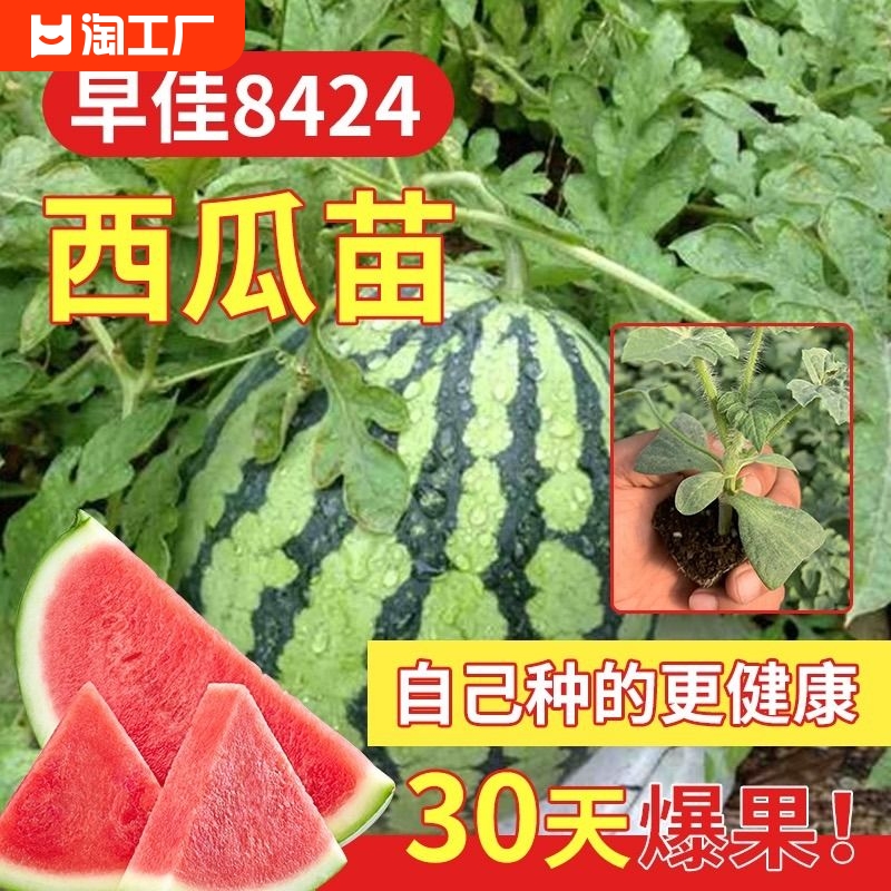 8424麒麟瓜苗秧种子四季盆栽阳台甜王红玉西瓜籽脆甜超甜种植无籽