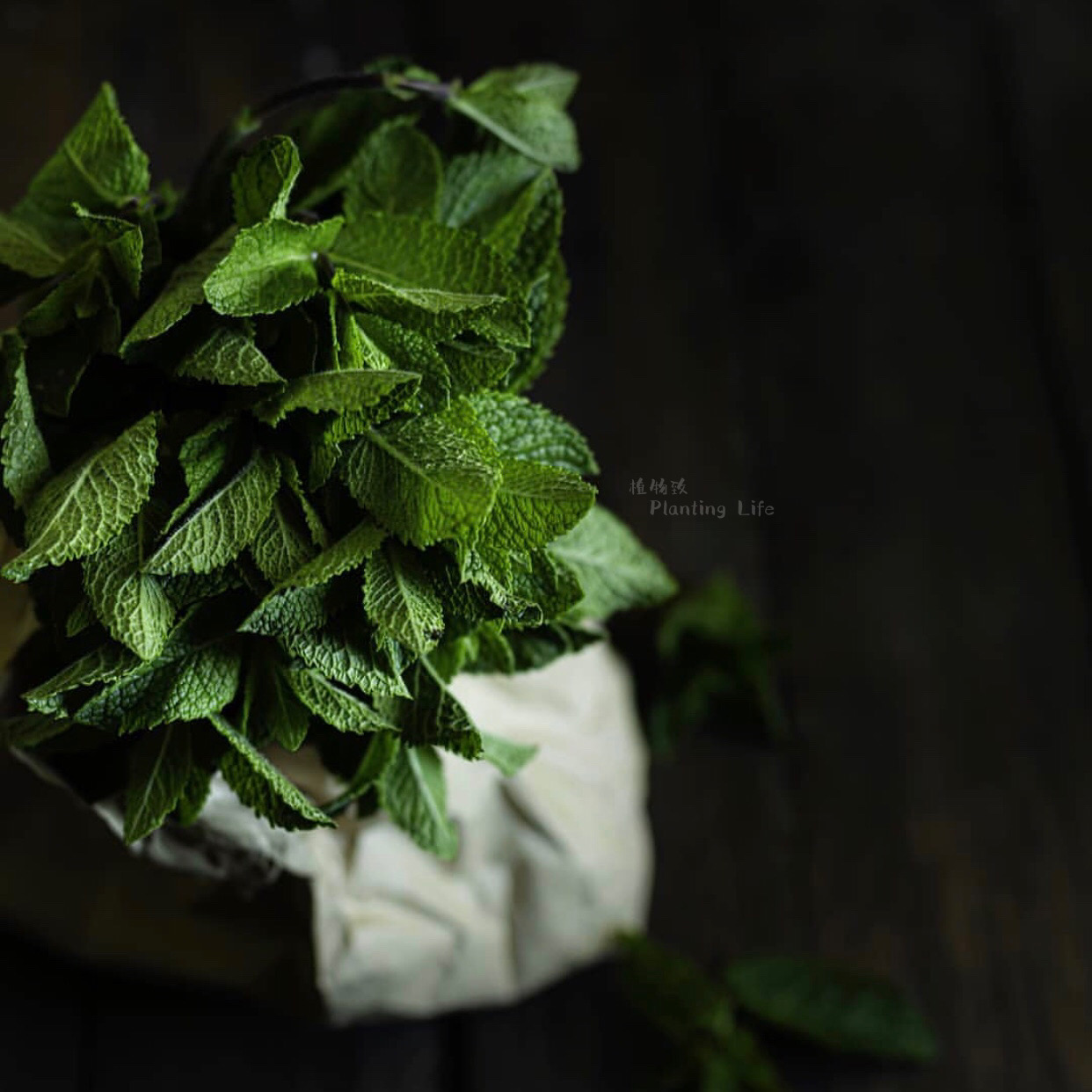 【植物致】薄荷盆栽 Mint 著名食用香草 饮品食材 多品种可选