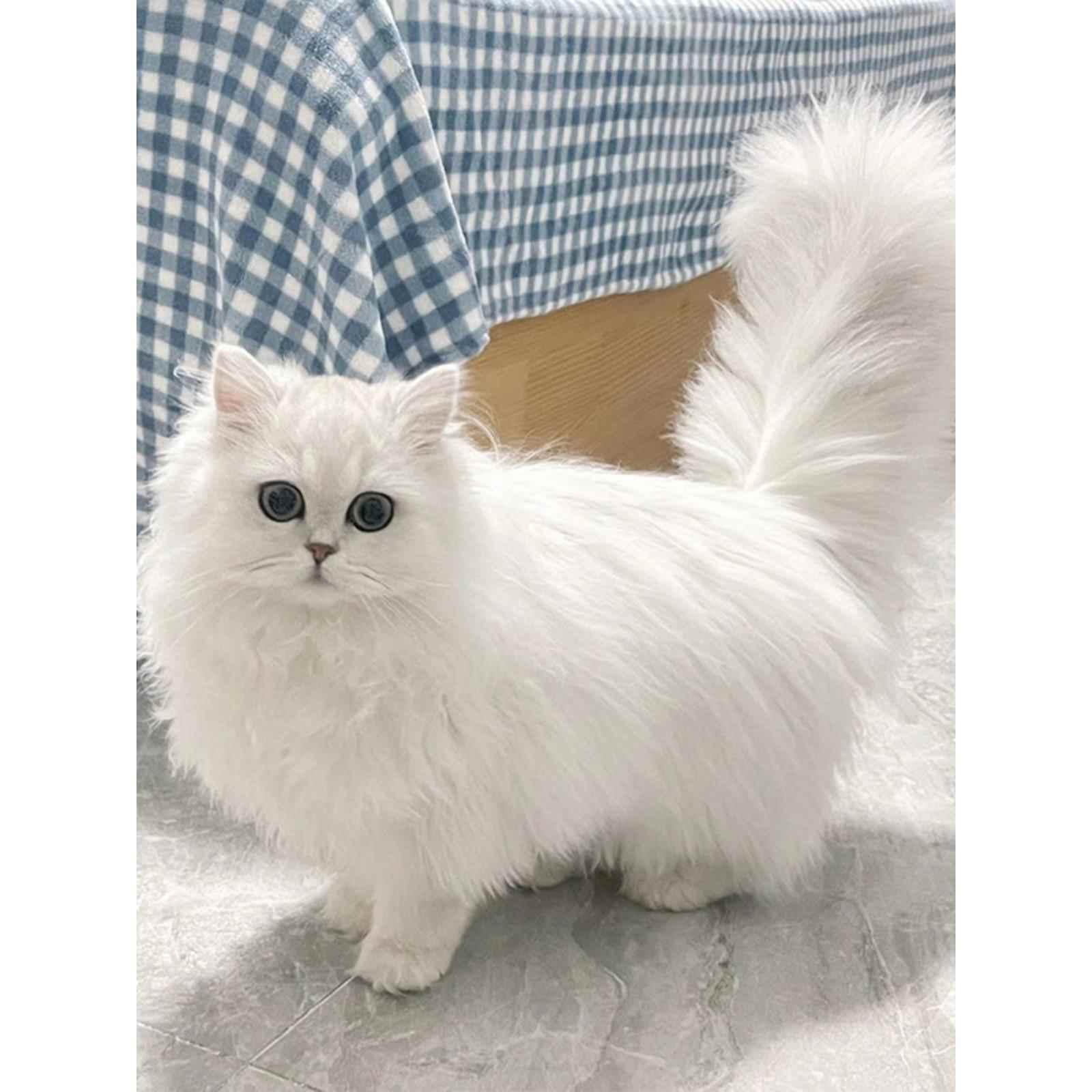 纯种矮脚白色金吉拉猫幼崽蓝眼曼基康长毛狮子猫活体宠物拿破仑猫