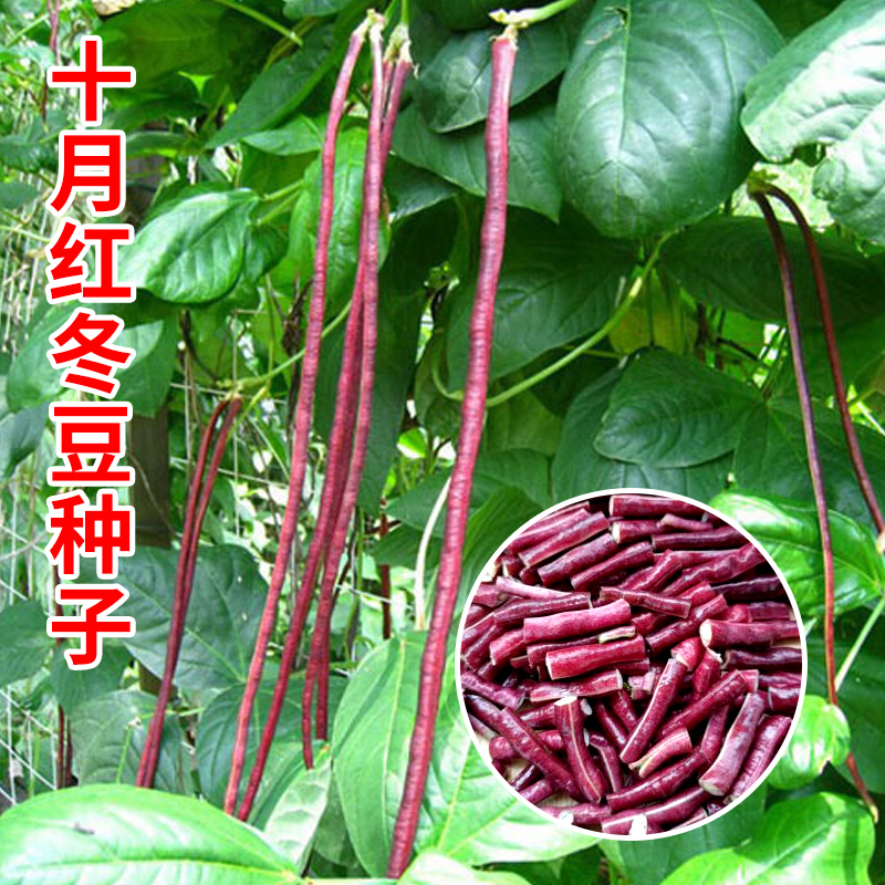 十月红冬豆角种子紫红色长豇豆菜豆种籽春秋农家庭院爬藤蔬菜种孑