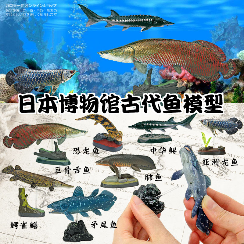 日本Colorata原装正品 远古鱼博物馆古代鱼类海洋生物收藏藏品