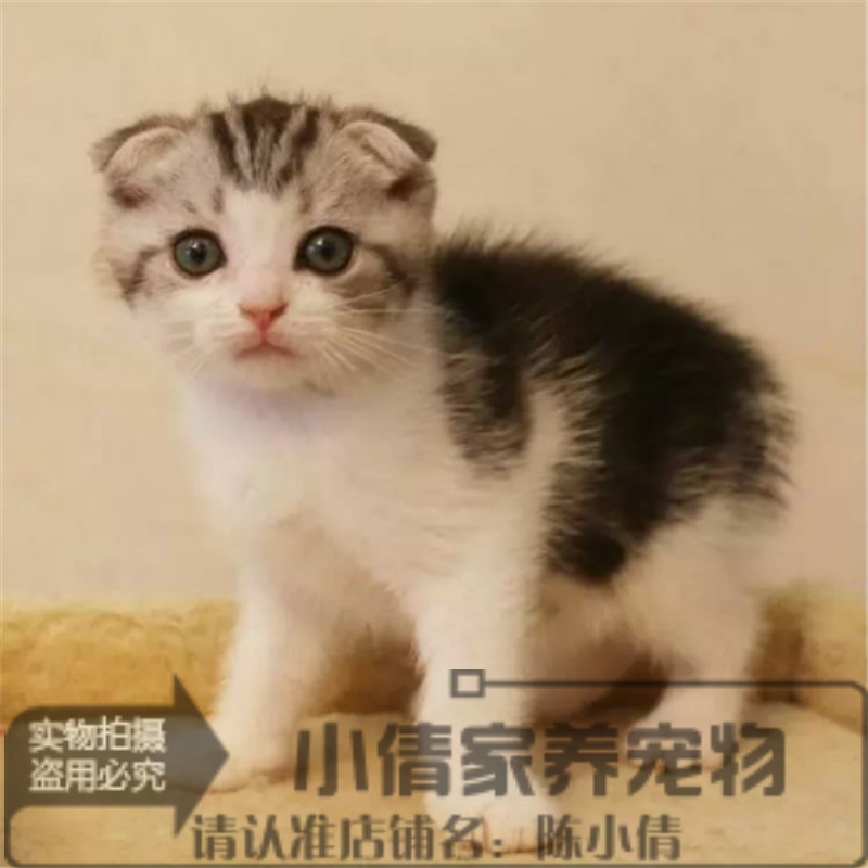 出售美国短毛猫纯种美短加白起司猫宠物猫银虎斑加白活体幼猫x