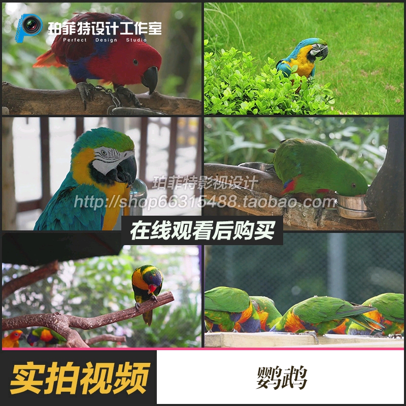 高清实拍视频素材可爱鲜艳金刚鹦鹉野生动物进食姿态鸟类系列1