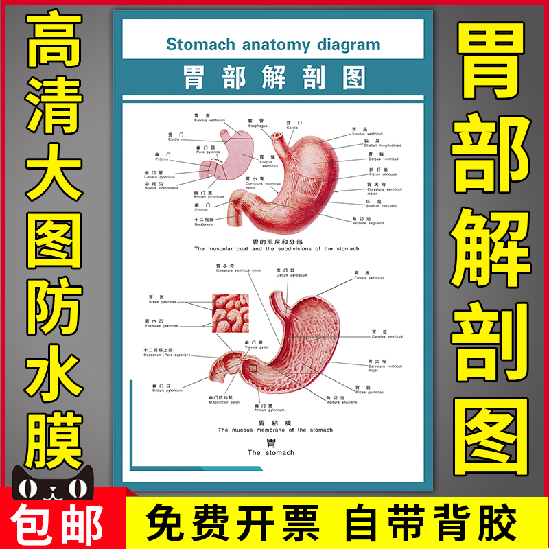胃部解剖图人体医学解剖图挂图医院内科科室布置装饰海报宣传挂画