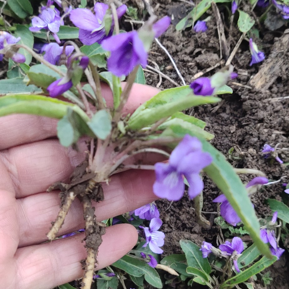 紫花地丁种子苗耐寒耐阴四季阳台盆栽花草种子苗易种活紫花地丁苗