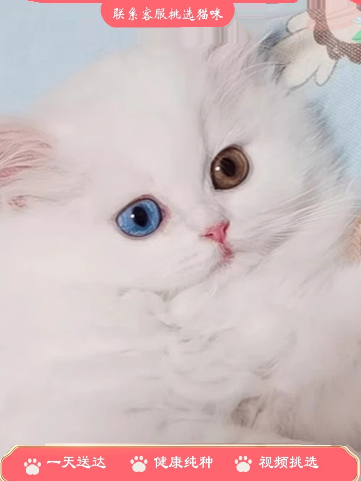 香港发货纯种金吉拉猫幼崽纯白异瞳长毛矮脚猫拿破仑猫活体宠物猫