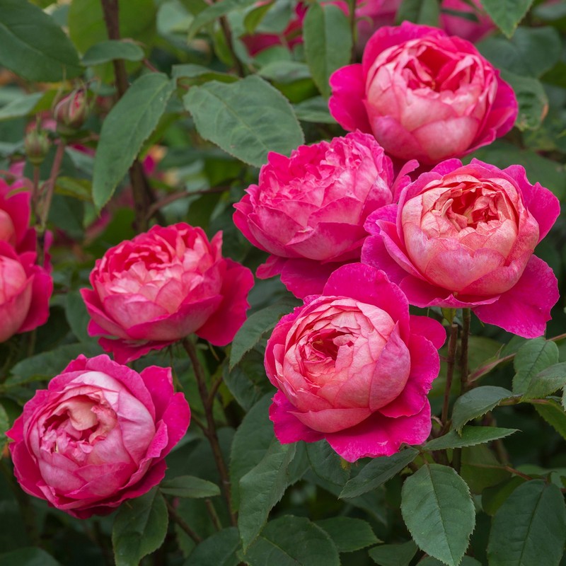 本杰明多季节开花大花月季玫瑰花苗花园庭院别墅爬藤植物