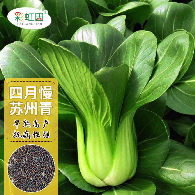 四月慢上海青油菜种子农家苏州青菜种籽春秋四季阳台盆栽蔬菜种孑