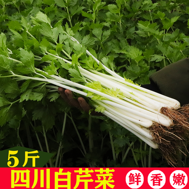 白杆芹菜新鲜四川农家自种食用老品种香青菜嫩芹菜时令蔬菜包邮