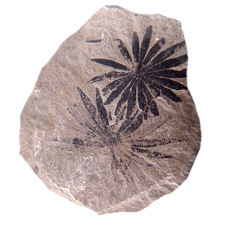 天然东方轮叶植物化石摆件石材复古招财枝脉蕨攀枝花古生物标本