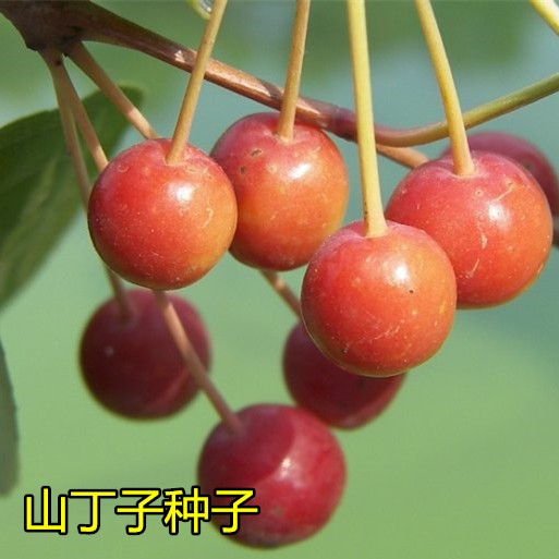 山丁子种子 甜茶种子 山荆子嫁接树种子砧木种子原生海棠种子