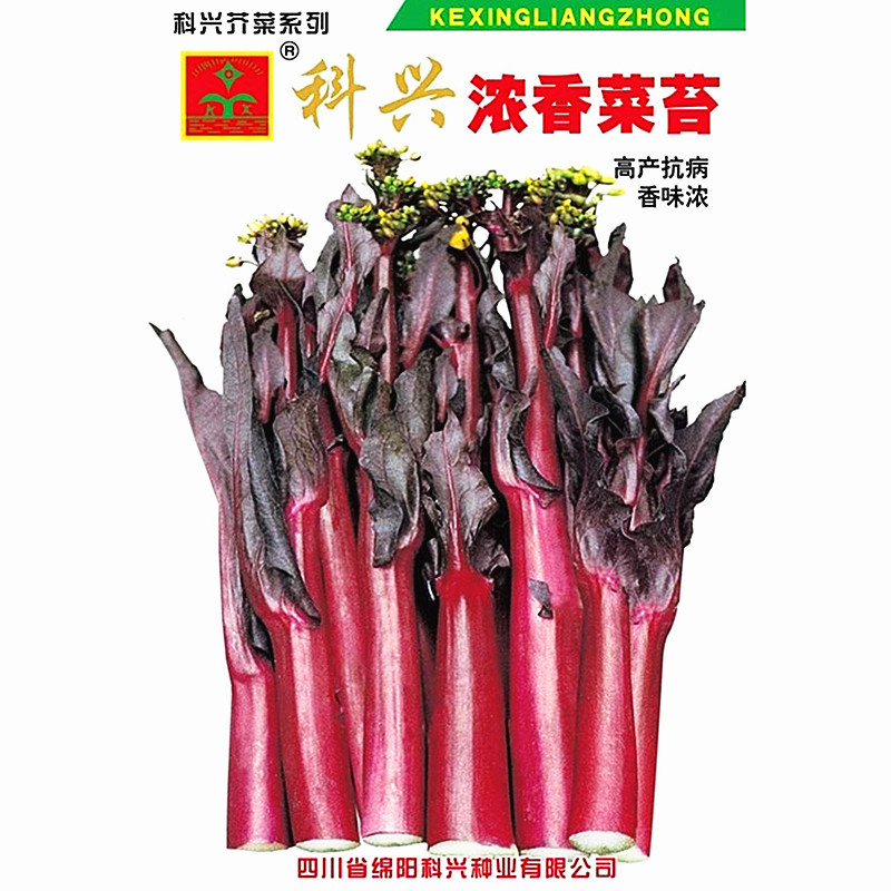 紫红浓香菜苔种子十月红油亮菜薹菜心种籽四川秋冬季田园蔬菜种孑