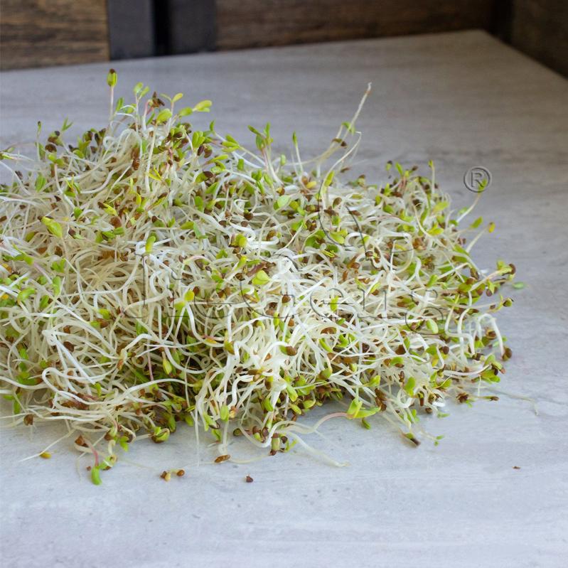 紫花苜蓿种子 三叶草 微型蔬菜 豆芽菜Alfalfa Sprouting Seeds