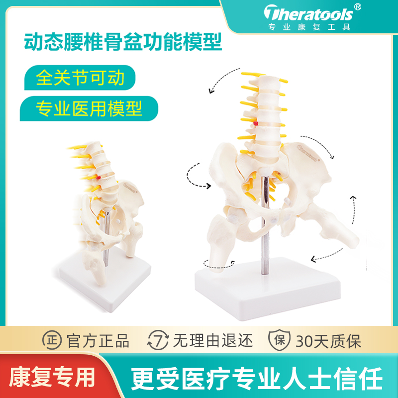 动态迷你腰椎骨盆模型关节可动医用人体活动骨骼产后康复女性骨架