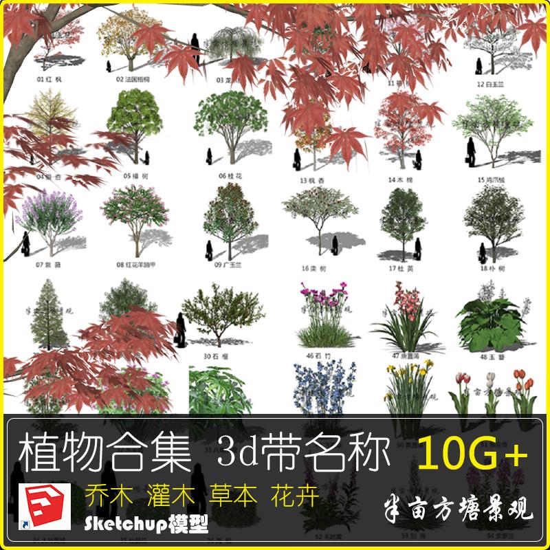 梧桐香樟水杉su高质量3d植物模型带名称花草树乔木灌木合集素材库