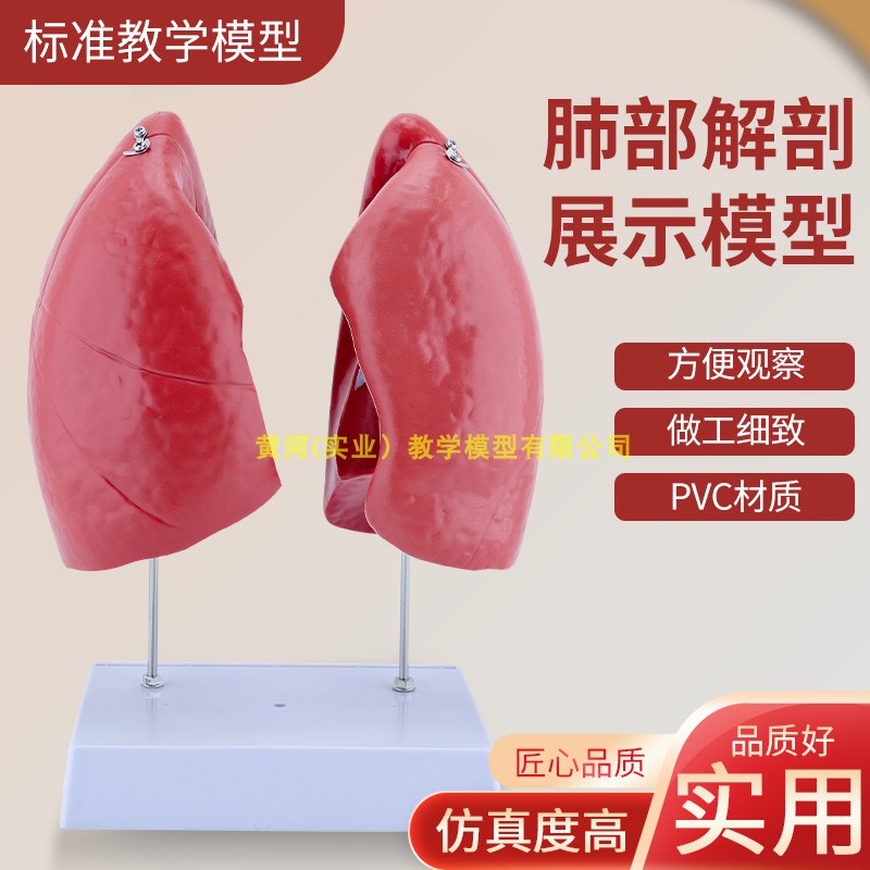 肺部模型图片