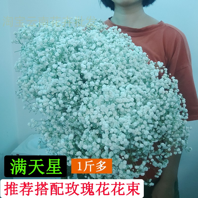 新鲜花满天星白色大把花束插花搭配材料配枝真花客厅背景装饰包邮