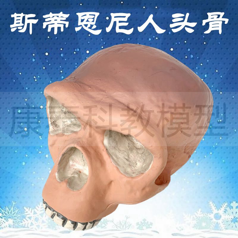 人类头骨模型古代人北京人骨髅头奥尔都文人古猿R颅骨影视科普素