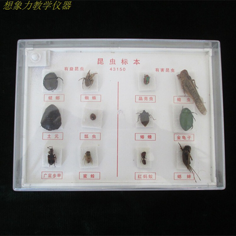 昆虫标本盒常见益虫害虫各6种小学自然科学观察生物教学仪器